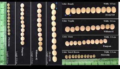 Molecular, genetic, and genomic basis of seed size and yield characteristics in soybean